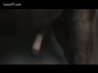 A Man takes the Anal Fuck of a Horse